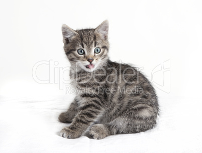 gray tabby cat with tongue