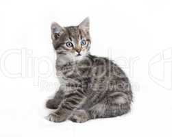 gray tabby cat sitting