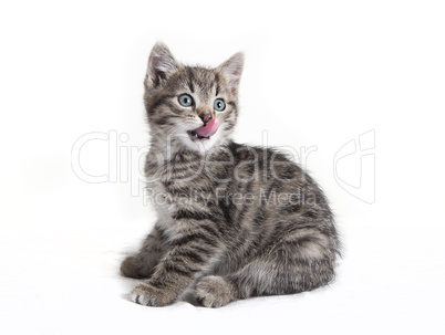 small cat licking with the tongue