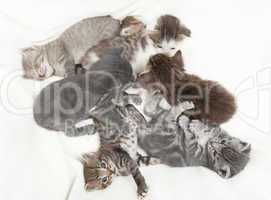 seven cat babies