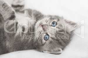 light gray striped cat