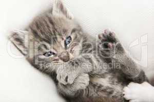 gray tabby baby cat