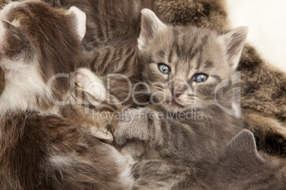 gray tabby cat young