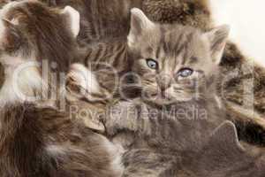 gray tabby cat young