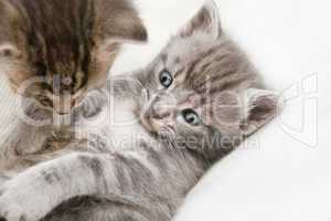 two cats babies playing