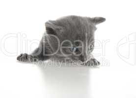 grey baby cat