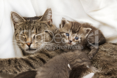 cats babies cuddle with mother