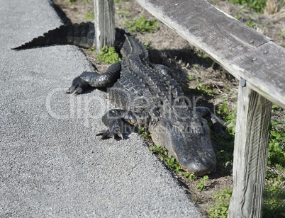 american alligator