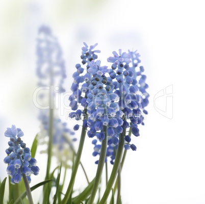 muscari flowers