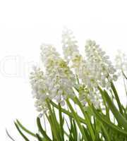 white muscari flowers