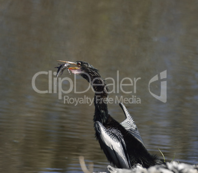 anhinga downing a fish