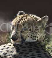 resting cheetah