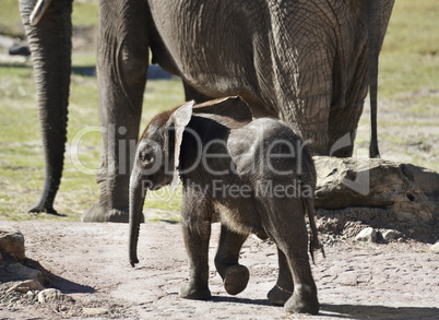 young african elephant