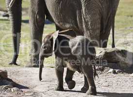 young african elephant