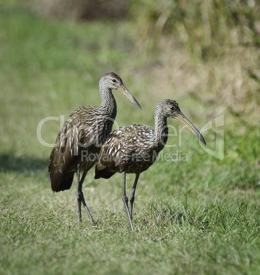 limpkin birds