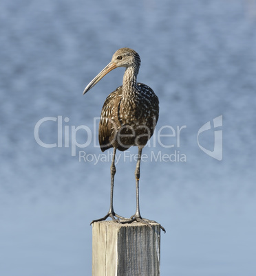 limpkin bird