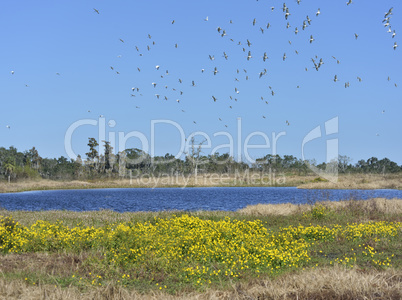 florida wetlands