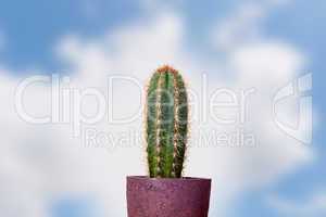 cactus in flowerpot