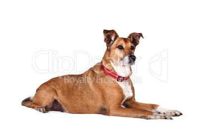 portrait of observant dog