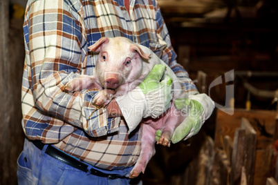 farmer holds piglets on the arm