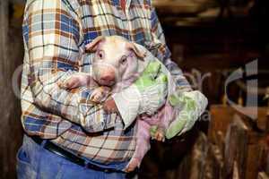 farmer holds piglets on the arm