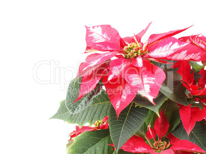 poinsettia