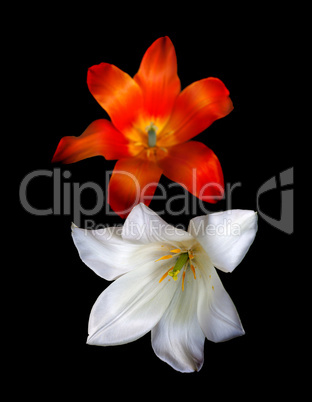 two tulip buds on black background