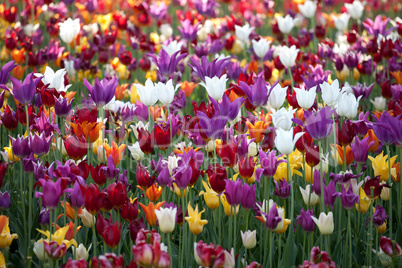multicolor tulips background