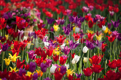 multicolor tulips in sun spring day