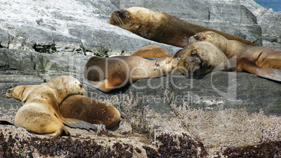 Kolonie von Mähnenrobben, Beagle Kanal, Ushuaia, Argentinien