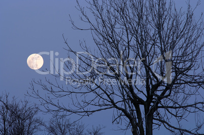 moon and bare tree
