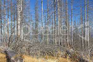 Waldsterben im Bayerischen Wald