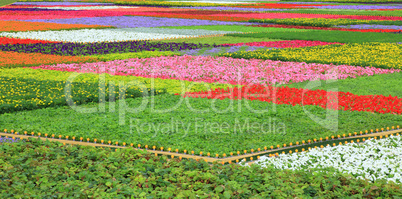 colorful flowerbed