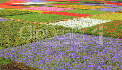 colorful flowerbed