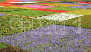 colorful flowerbed