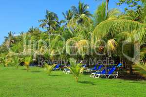 deck chairs under palm trees