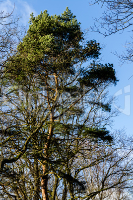 Top of a tree