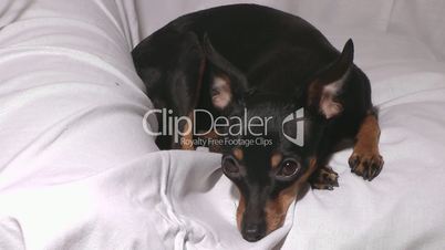 Russian toy terrier.
