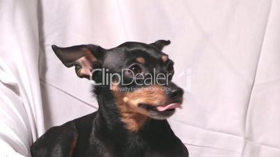 Russian toy terrier.