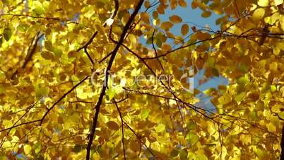 Autumn leaves vertical panorama