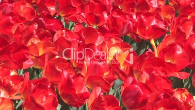 Avenue of red tulips.