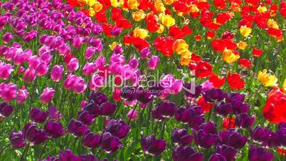 Multicolored tulips.