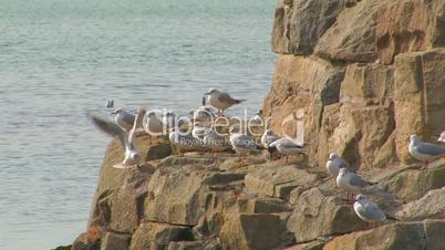 Gulls on the rocks.