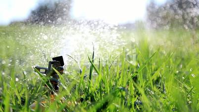 Watering grass in park.