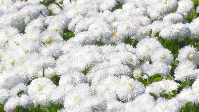 Avenue of white chrysanthemums.