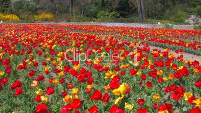 Avenue of red and yellow tulips.