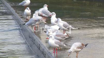Gulls on the wharf.