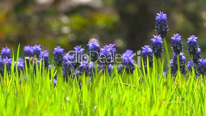 Wild blue flowers.