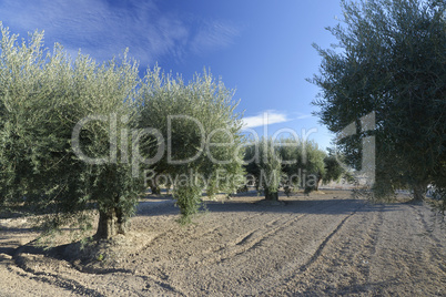 olive tree plantation olivenbaumplantage