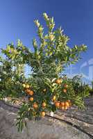 junger orangenbaum auf plantage